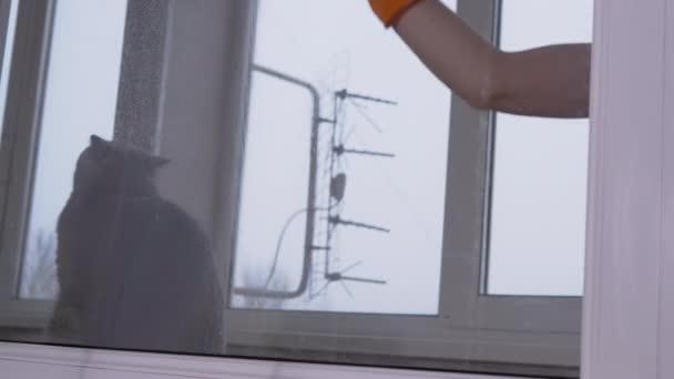 Weibliche Hände in Gummihandschuhen waschen Fenster mit Sprühdesinfektionsflüssigkeit - Filmmaterial, Video