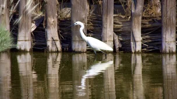 Wielki egret -Ardea alba - biały egret lub czapla, znajduje odzwierciedlenie w stawie - Materiał filmowy, wideo
