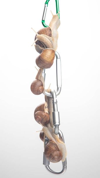 snails hold each other on metal carabiners for belay. mollusc and invertebrate. delicacy meat and gourmet foo - Photo, Image