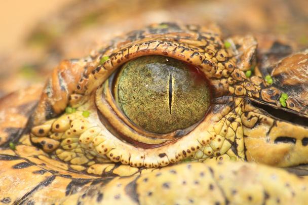 close up of the Crocodile eye - Photo, Image