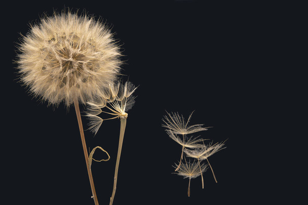 suche nasiona mniszka lekarskiego odlatują od kwiatu - Zdjęcie, obraz
