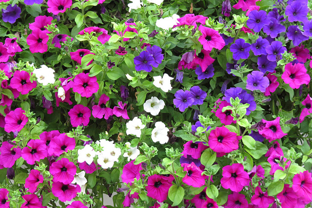 fiori di petunia colorati nel giardino estivo - Foto, immagini
