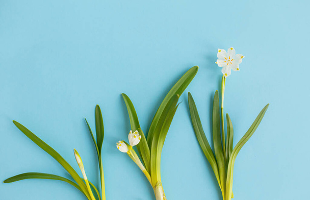 青い紙平板の上で花の成長サイクル。こんにちは春と地球の日のコンセプト。葉から芽や花を咲かせます。春の雪片。テキスト用のスペース。進歩 - 写真・画像