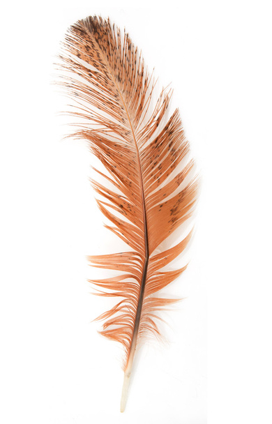 golden feather on a white background - 写真・画像