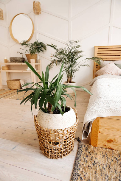 vihreä kasvi beige paju kierrätetty eko kori valoisa sisustus huone kodikas sänky. Tyylikäs, minimalistinen sisätilojen Scandi. Kasvavat ja hoitavat kasvit kotona, vertikaalinen sisältö inspiraatio - Valokuva, kuva