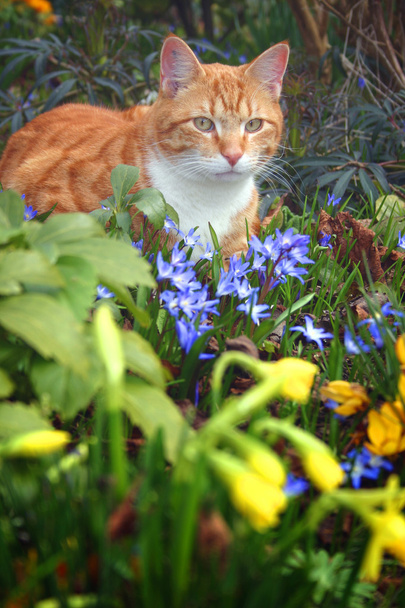 kedi kırmızı çiçekler - Fotoğraf, Görsel