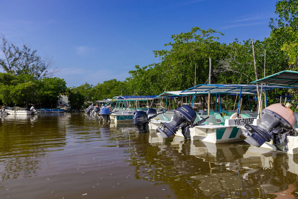 Δάσος Magrove και ρίζες κοντά στο μεγάλο ποτάμι στο Celestun, Rio Lagartos Biosphere Reserve, Yucatan, Μεξικό δημοφιλής ταξιδιωτικός προορισμός, ίσως μετά την κρίση Corona - Φωτογραφία, εικόνα