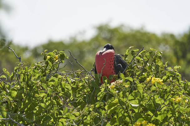 Чудовий фрегат, Фрегата величний, - великий чорний птах з характерним червоним жовтуватим мішечком. Чоловічий фрегат, що гніздиться з надутим мішком, галапагоські острови (Еквадор, Південна Америка). - Фото, зображення