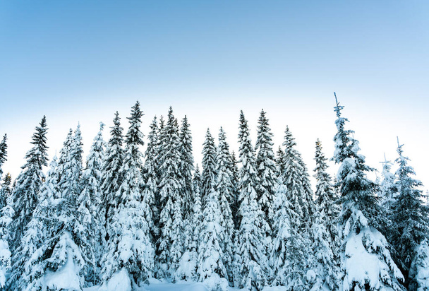 Za chladného večera byly borovice pokryty hustým sněhem. Lesní krajina. Kvalitní fotografie - Fotografie, Obrázek
