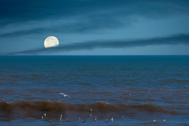 Grupa mew na brzegu plaży usiadła na wodzie, niebo z pełnią księżyca i chmurami. - Zdjęcie, obraz