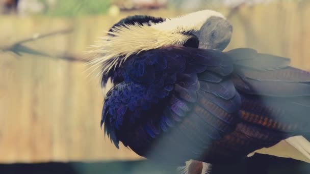 Szalma nyak és kopasz ibis hosszú és fehér hajjal. Az Ibis hatalmas szeleket vakargat. Lassú mozgás. - Felvétel, videó