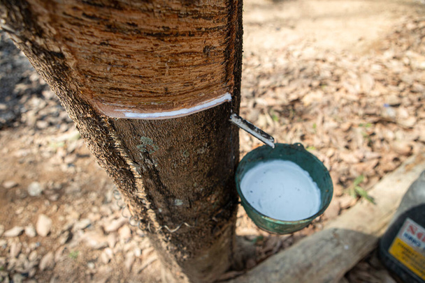 Natuurlijke rubber latex gevangen uit rubberboom in Thailand. - Foto, afbeelding