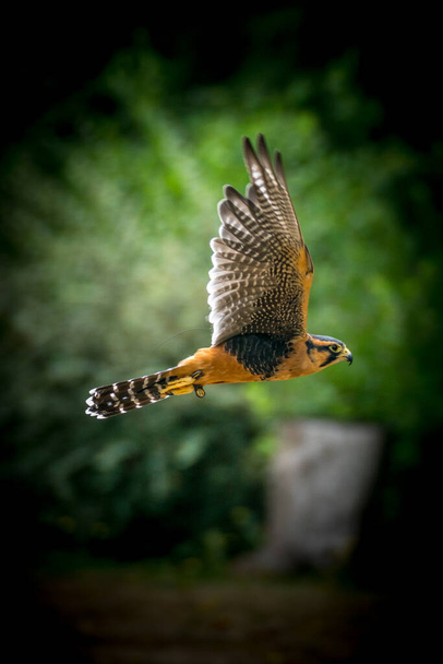 Falcon Peregrino en vuelo con profundidad de campo extremadamente baja. Rara vista de cerca de este increíble ave de presa en vuelo - Foto, Imagen