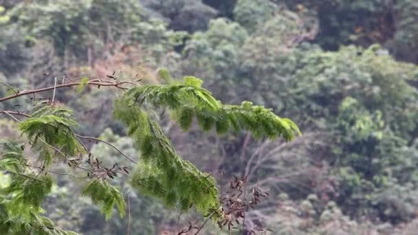 Sabah, Borneo 'daki doğa yeşil yağmur ormanlarının 4K görüntüleri - Video, Çekim