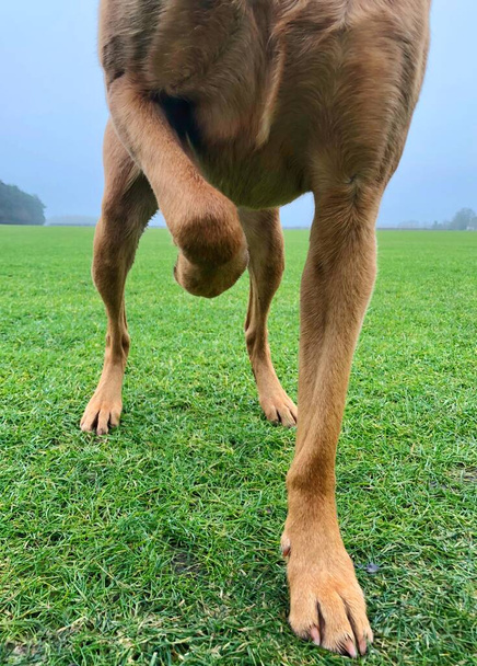 Las piernas y el vientre de un perro de compañía levantando una pierna del suelo debido a una lesión. Perro cojo con hueso roto - Foto, imagen