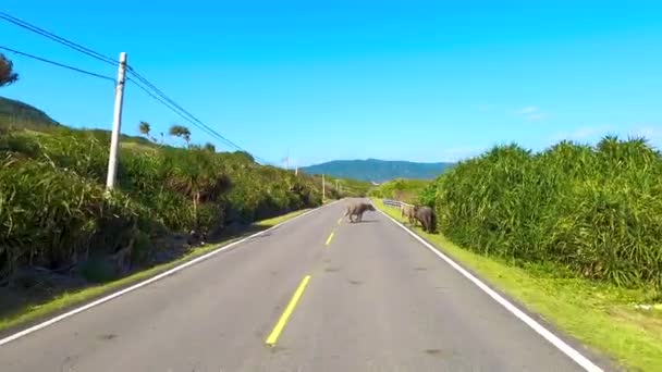 krávy procházky po venkovské silnici, která dělá dopravní zácpa - Záběry, video