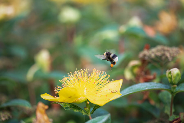 hovering bee on yellow st. john's wort flower - Photo, Image