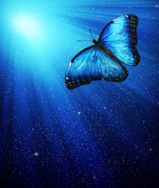 Night light with butterfly - Φωτογραφία, εικόνα