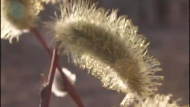 Flowering willow - Footage, Video