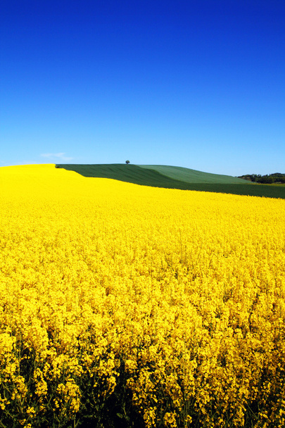 Field rapeseed hill - Photo, Image