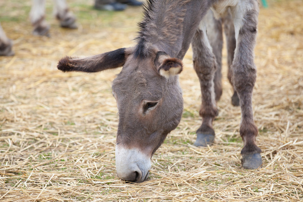 Donkey - Foto, Imagen