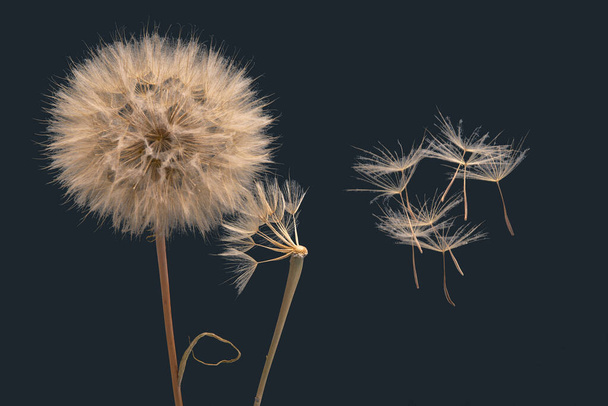 乾燥したタンポポの種が花から飛び去って - 写真・画像
