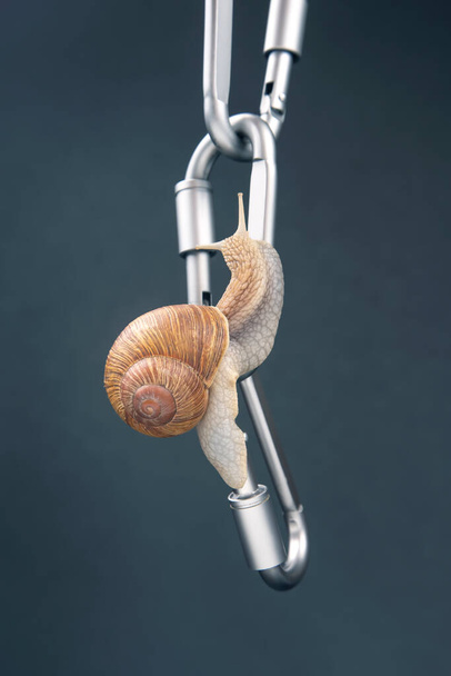 les escargots se tiennent les uns les autres sur des mousquetons métalliques pour l'assurage. mollusques et invertébrés. charcuterie et gastronomie. - Photo, image