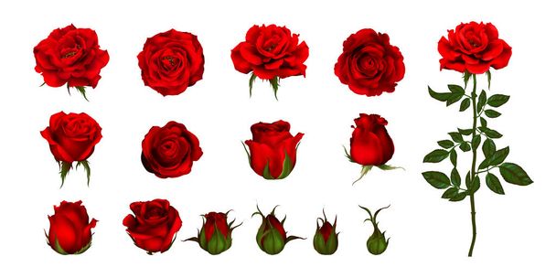 Kwiat róży zestaw kwitnących roślin. Róża ogrodowa odizolowana ikona czerwonego kwiatu, płatek i pąk z zielonym łodygą i liściem do romantycznej dekoracji kwiatowej, bukiet ślubny i walentynkowa kartka okolicznościowa  - Wektor, obraz