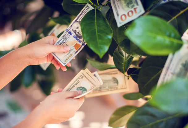 Δέντρο με χαρτονομίσματα να φυτρώνουν σε φύλλα. χέρι συλλέγουν χρήματα από το δέντρο χρήματα - Φωτογραφία, εικόνα