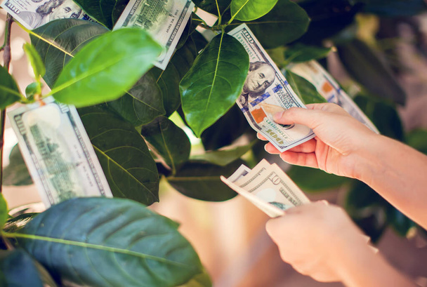 Albero dei soldi con banconote da un dollaro che crescono sulle foglie. mano raccogliere soldi da albero di denaro - Foto, immagini