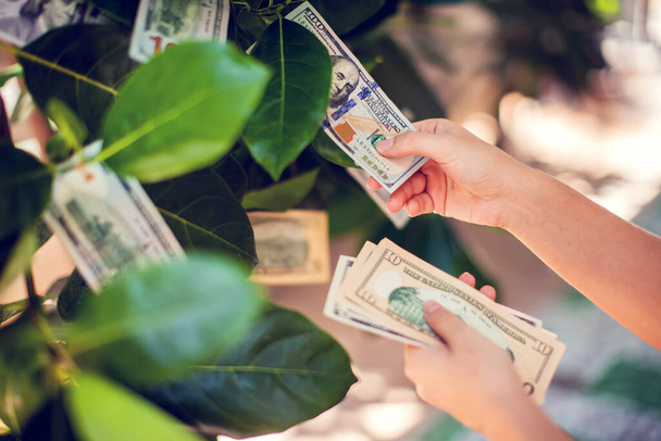 Arbre à billets avec billets de dollar poussant sur les feuilles. main recueillir de l'argent de l'arbre d'argent - Photo, image