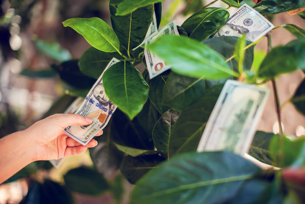 Albero dei soldi con banconote da un dollaro che crescono sulle foglie. mano raccogliere soldi da albero di denaro - Foto, immagini