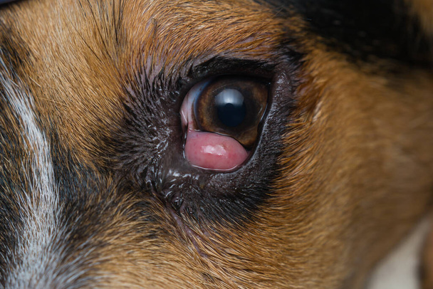 szczeniak beagle wymieszać z wiśniowym okiem przed operacją - Zdjęcie, obraz