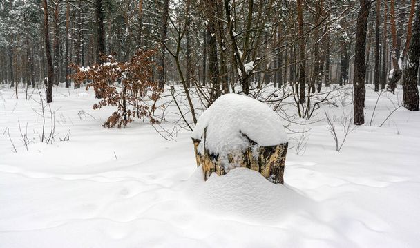 Зимовий ліс. Важкі снігопади покривали кущі та дерева. Є білі дрейфи і засніжені гілки навколо. Біла снігова шапка виросла на старому пеньку
. - Фото, зображення