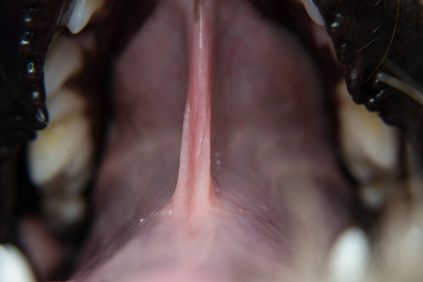 kutya nyelv frenulum közelkép - Fotó, kép