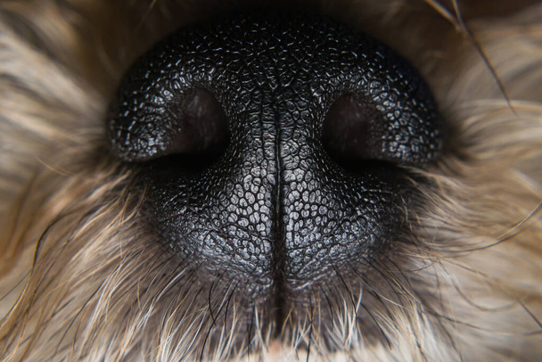 小さな犬の鼻のクローズアップ写真 - 写真・画像