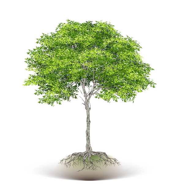 Realistic  Trees Isolated on White Background - Vecteur, image