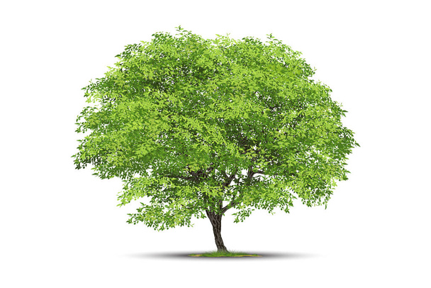Realistic  Trees Isolated on White Background - Vector, Image