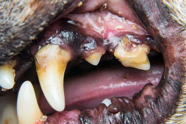 Nahaufnahme eines Hundes mit Zahnstein oder bakteriellen Belägen - Foto, Bild