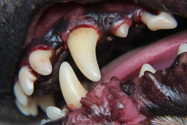 lähikuva koiran hampaista tartarin poiston jälkeen ja ennen ammattimaista harjausta - Valokuva, kuva