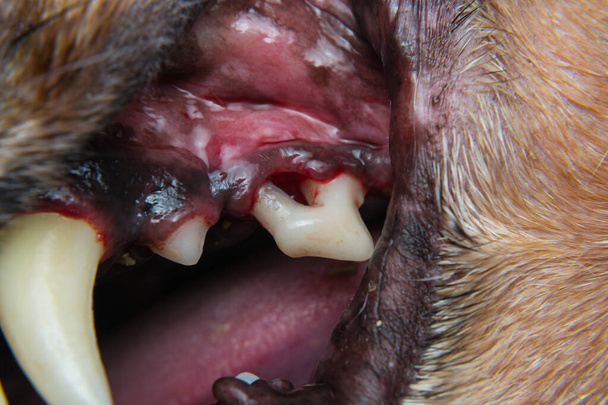 La foto del primer plano de los dientes de perro después de la eliminación del sarro y antes del cepillado profesional - Foto, imagen