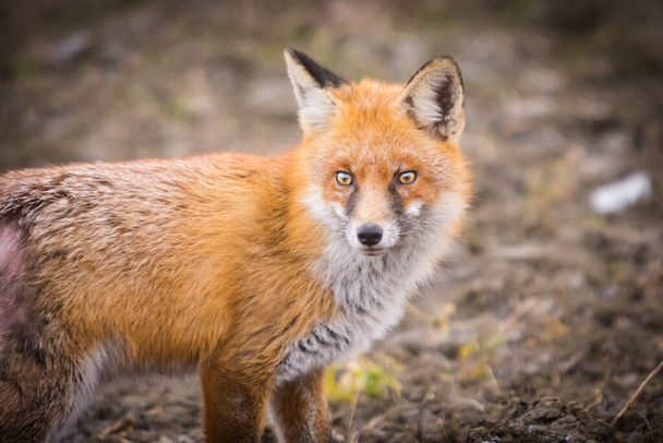 close-up photo of a red fox on field in winter season - Photo, Image
