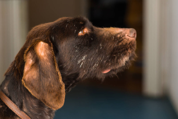 german harriei dog breed with chronic dermatitis - Photo, Image
