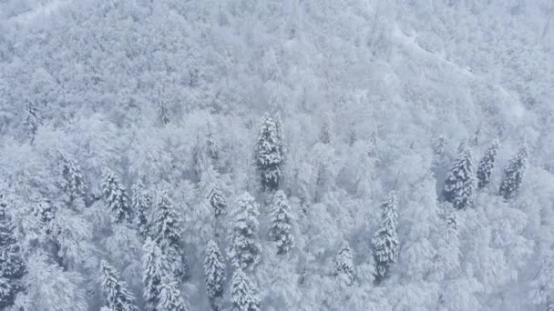 Csodálatos drón lövés: gyönyörű téli lucfenyő és fenyőerdő hegyek teljesen borított fehér hó. Felhőtlen téli napszak. - Felvétel, videó