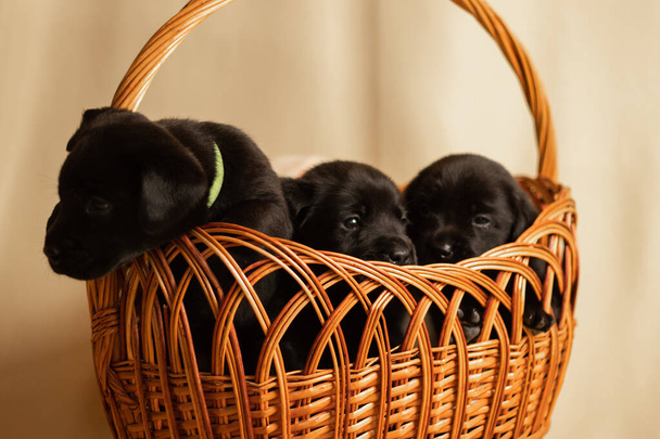 Λαμπραντόρ κουτάβια σε ένα ψάθινο καλάθι στο στούντιο, φωτογραφία των σκύλων - Φωτογραφία, εικόνα