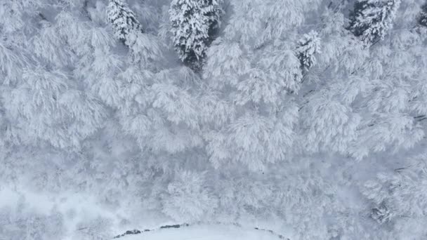 Hämmästyttävä antenni drone shot: kaunis talvi kuusen ja mäntymetsän vuorilla kokonaan peitetty valkoinen lumi. Pilvinen talvi päivällä. - Materiaali, video