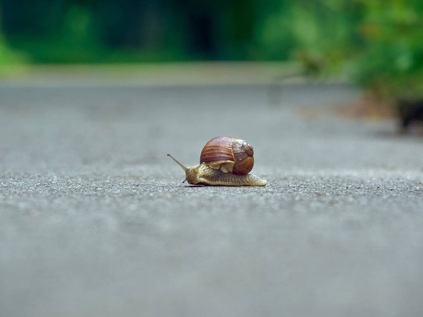 Pomalý slimák se plazí po asfaltu v parku - Fotografie, Obrázek