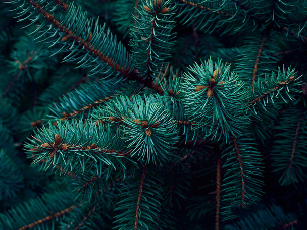 クリスマスツリーの枝の背景. - 写真・画像