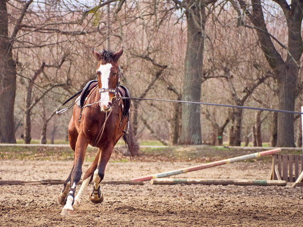 Le cheval brun court sur un enclos. - Photo, image
