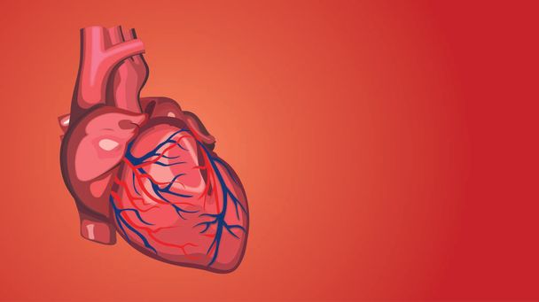 Иллюстрация анатомии сердца человека - Фото, изображение